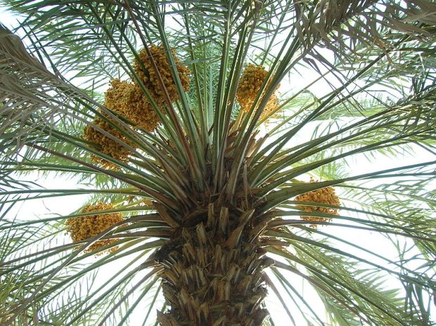 800px-Date_palm_with_fruits